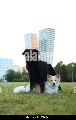 Due cani fanno un trucco all'alba nel parco. Sullo sfondo c'è un grattacielo che splende su di esso dal sole. Foto Stock