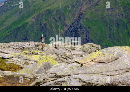 Gruppo di steinboks nelle Alpi svizzere. Stambecco. Capre di roccia Foto Stock