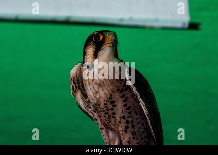 Un Lanner Falcon prigioniero (Falco biarmicus) con uno sfondo verde che guarda la fotocamera Foto Stock