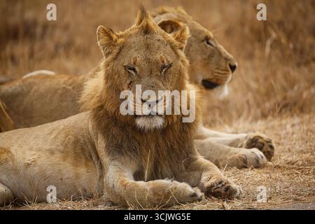 Leone maschio che fa un pisolino Foto Stock