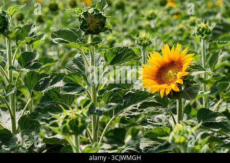 Un vivace girasole giallo si erge alto tra gemme chiuse in un campo, mostrando la bellezza del ciclo di vita della natura Foto Stock