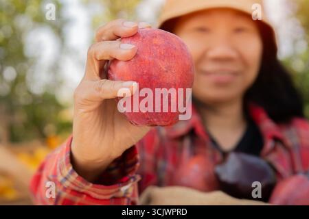 Vista ravvicinata, giovane agricoltore lavoratore di frutteto ha raccolto e tenuto in mano mele rosse. Messa a fuoco selettiva. Foto Stock
