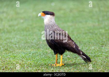 caracara crestata (Caracara plancus), uccello preda (raptor) della famiglia dei falchi, Falconidae. Parco comunale Barigui, Curitiba, Parana. Brasile. BR Foto Stock