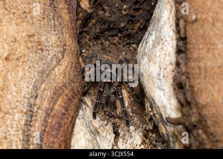 Lasiodora parahybana, la tarantola di ragno rosa salmone brasiliano che mangia uccelli. La quarta tarantola più grande del mondo. Corumba, Pantanal, Mato grosso Do Foto Stock