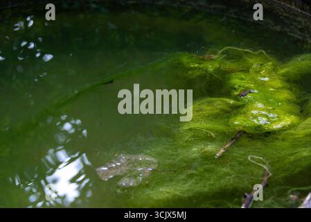 Un dettagliato primo piano di una fioritura filamentosa di alghe verdi vibranti, comunemente nota come scum di stagno, che galleggia sulla superficie di acque scure e torbide. L'intrica Foto Stock