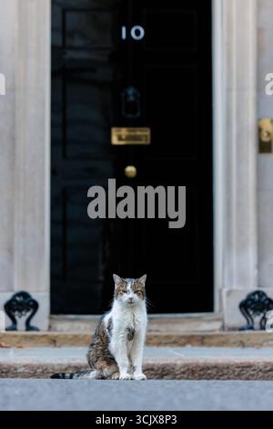 Downing Street, Londra, Regno Unito. 8 settembre 2025. Larry, gatto tabby marrone e bianco e capo Mouser all'Ufficio del Gabinetto, all'esterno del numero 10 di Downing St Foto Stock