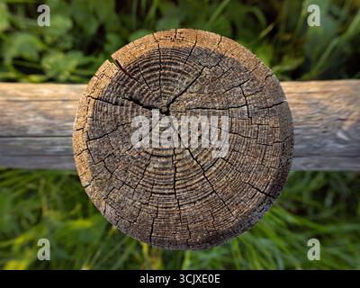 Cerchio di legno invecchiato nel tempo con crepe. Tronco recinzione. Concetto di natura Foto Stock
