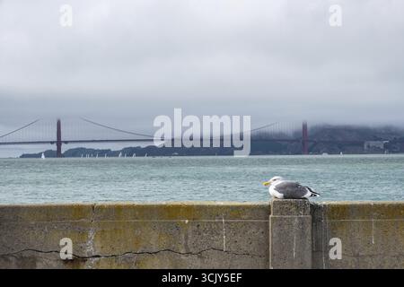 Un gabbiano sul muro di fronte al Golden Gate Bridge, San Francisco, California, USA Foto Stock
