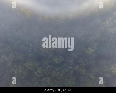 Vista della foresta di Foggy con vegetazione densa dall'alto, sole mattutino sulla foresta di Hasbruch avvolta dalla fitta nebbia. 27798 Hude, Germania Foto Stock