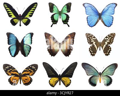Raccolta di bellissime farfalle tropicali isolati su sfondo bianco Foto Stock