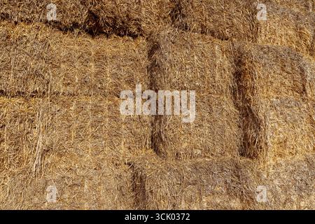 faraglioni gialli sul campo, paglia di grano giallo utilizzata nell'agricoltura e nell'allevamento, primo piano Foto Stock