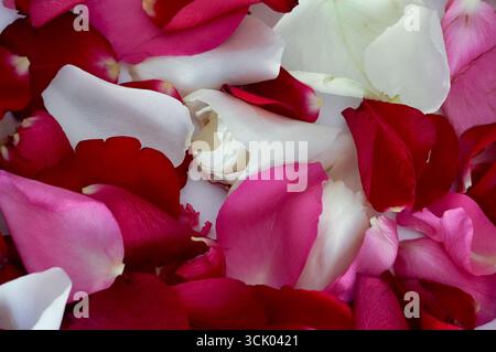 petali di rosa e bianco come sfondo, primo piano Foto Stock