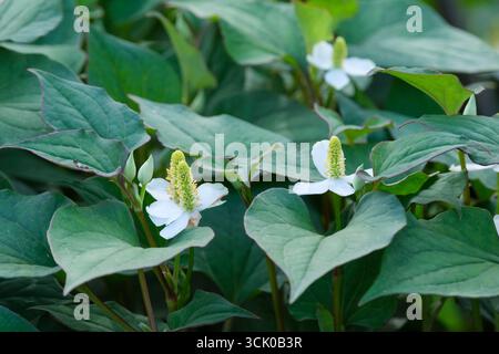 Houttuynia cordata, menta di pesce, foglia di pesce, pianta di copertura macinata, fiori bianchi all'inizio dell'estate Foto Stock
