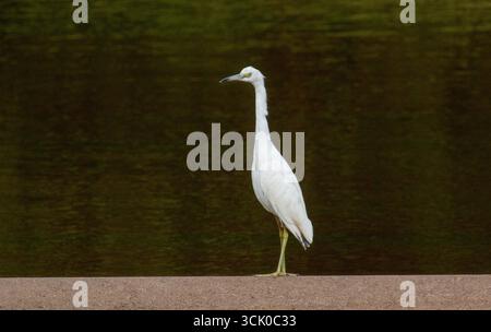 Grande egretta bianca in piedi vicino ad un laghetto Foto Stock