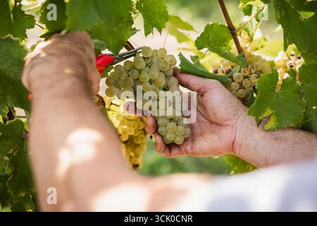 Le mani raccolgono un mucchio di uva bianca. L'immagine cattura il lavoro tradizionale della vendemmia, mescolando un legame con la natura Foto Stock