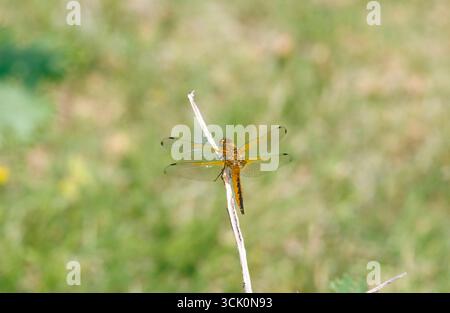 Scarso inseguitore (Libellula fulva), donna adulta Foto Stock