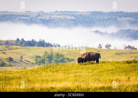 Un'immagine commovente cattura un bufalo solitario in piedi pacificamente in un prato nebbioso Foto Stock
