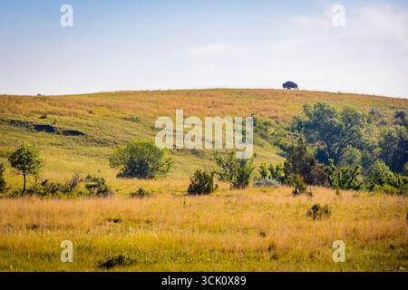 Un'immagine commovente cattura un bufalo solitario in piedi pacificamente in un prato nebbioso Foto Stock