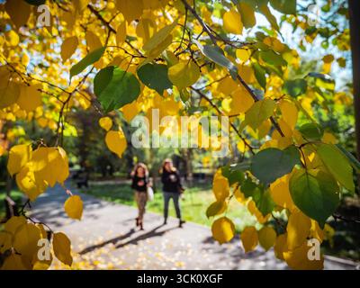 Due donne camminano insieme sotto foglie gialle luminose in un bellissimo parco autunnale soleggiato Foto Stock