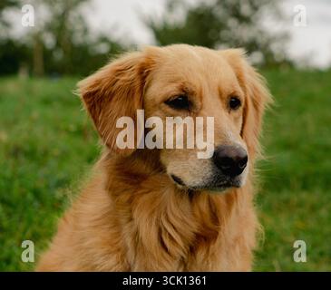 Ritratto ravvicinato di un cane Golden Retriever seduto in un prato verde, che sembra attento e calmo. Foto Stock