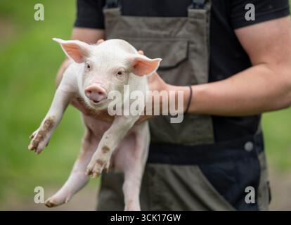 Primo piano di un simpatico maialino tenuto da un agricoltore maschio con entrambe le mani Foto Stock