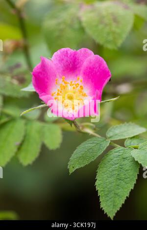 Rosa sherardii (rosa sherardii) di Sherard che fiorisce in un siepe. Powys, Galles. Luglio. Foto Stock
