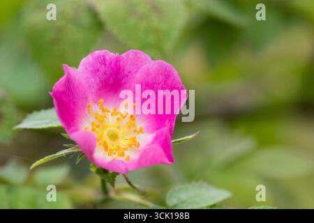 Rosa sherardii (rosa sherardii) di Sherard che fiorisce in un siepe. Powys, Galles. Luglio. Foto Stock