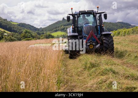 Appaltatore con un trattore Valtra e una falciatrice Claas disco che taglia erba per il fieno in un'azienda agricola biologica. Powys, Galles. Luglio. Foto Stock