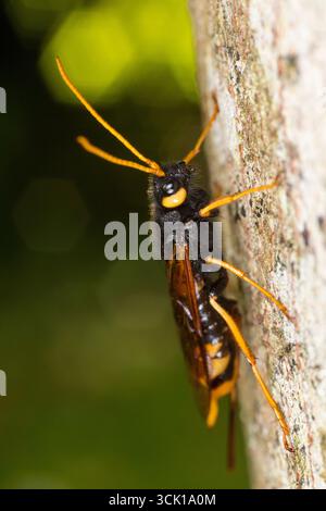Coda di corno gigante o mosca di legno (Urocerus gigas) su un tronco di albero. Powys, Galles. Agosto. Foto Stock