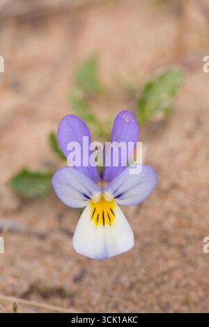 Pansia delle dune (Viola tricolor subsp. curtisii), nell'habitat delle dune di sabbia. Cumbria, Inghilterra. Aprile. Foto Stock
