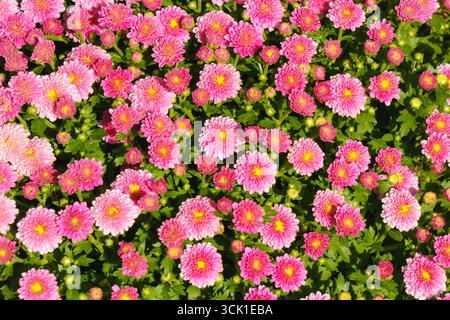 Abbondanti crisantemi rosa in fiore con centri gialli luminosi che formano un tappeto floreale colorato. Fiori ornamentali molto diffusi nei giardini, Foto Stock