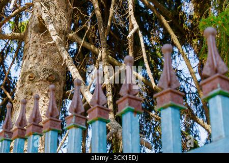 Vista dettagliata di una recinzione metallica con punte appuntite sullo sfondo di un alto pino con corteccia ruvida e rami. Con simbolica Foto Stock