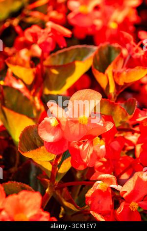 Splendida, prolifica e vivace Begonia rossa "Big Red Bronze Leaf". Primo piano naturale, ritratto di piante fiorite. ammirato, porta bellezza, oggetti di romanticismo Foto Stock