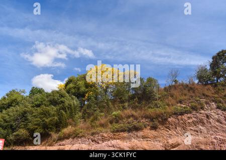 Ipê albero giallo in pieno fiore, Fiori di tromba dorata in Brasile Foto Stock