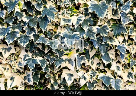 Foglie di edera variegate formano una fitta parete verde, che mostra motivi e texture intricati, ideale per sfondi o progetti ispirati alla natura Foto Stock