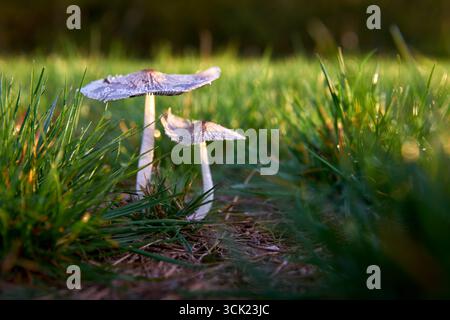 Funghi Coprinus Lagopus su un prato. Delicati funghi Coprinus Lagopus che crescono su un prato. Foto Stock