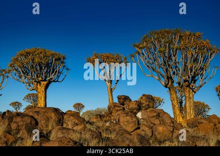 Alberi tremolanti che crescono su rocce doleritiche vicino a Keetmanshoop in Namibia Foto Stock