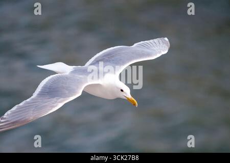 Un Gull alato di Glaucous (Larus glaucescens) che vola sull'acqua a Victoria, British Columbia, Canada Foto Stock