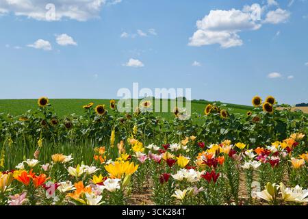 Gigli (Lilium) e girasoli (Helianthus) in un campo vicino a Eppingen nella regione di Kraichgau, distretto di Heilbronn, Baden-Württemberg, Germania Foto Stock