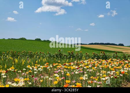 Gigli (Lilium) e girasoli (Helianthus) in un campo vicino a Eppingen nella regione di Kraichgau, distretto di Heilbronn, Baden-Württemberg, Germania Foto Stock