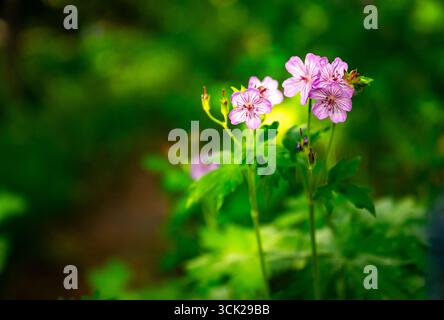 I gerani rosa e scroscianti fioriscono in estate nel Grand Teton National Park Foto Stock
