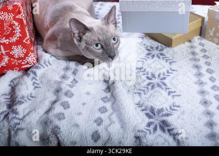 Gatto siamese tra le confezioni regalo di Natale sulla coperta invernale Foto Stock