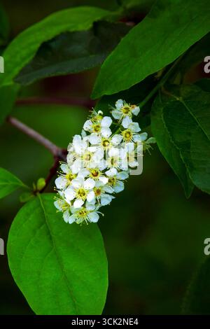 Soffocare i ciliegi in fiore Foto Stock