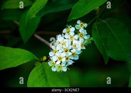 Soffocare i ciliegi in fiore Foto Stock
