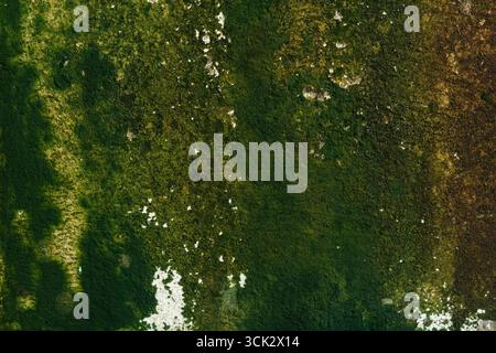 Muschio verde sulla superficie della vecchia parete di cemento Foto Stock