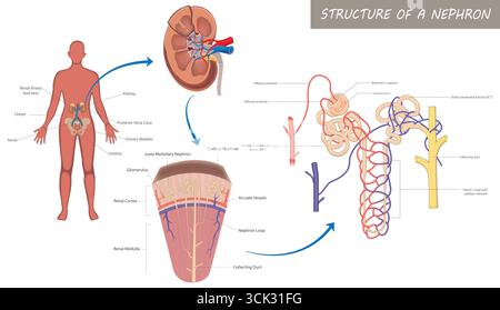 Diagramma anatomico della struttura del nefrone renale umano. Illustrazione Vettoriale