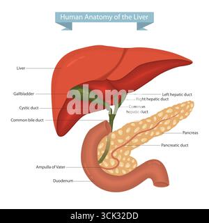 Illustrazione vettoriale dettagliata dell'anatomia epatica umana con cistifellea, pancreas e duodeno. Anatomia epatica umana con pancreas e dotto biliare. Illustrazione Vettoriale
