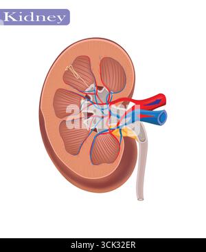Illustrazione in sezione dell'anatomia renale umana con vasi sanguigni, diagramma anatomico della struttura renale umana. Illustrazione Vettoriale