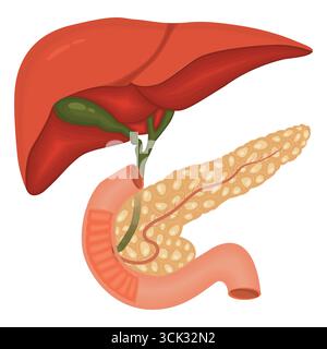 Anatomia del sistema digestivo umano con fegato, cistifellea, pancreas e duodeno nell'illustrazione medica. Illustrazione Vettoriale