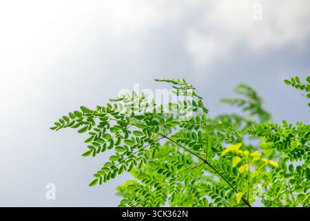 Foto ravvicinata ad alta risoluzione di foglie verdi di Moringa (Moringa oleifera) su uno sfondo cielo morbido e nuvoloso. Foto Stock